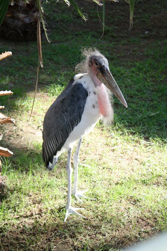 Old looking bird