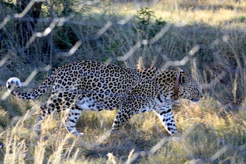 The leopard
