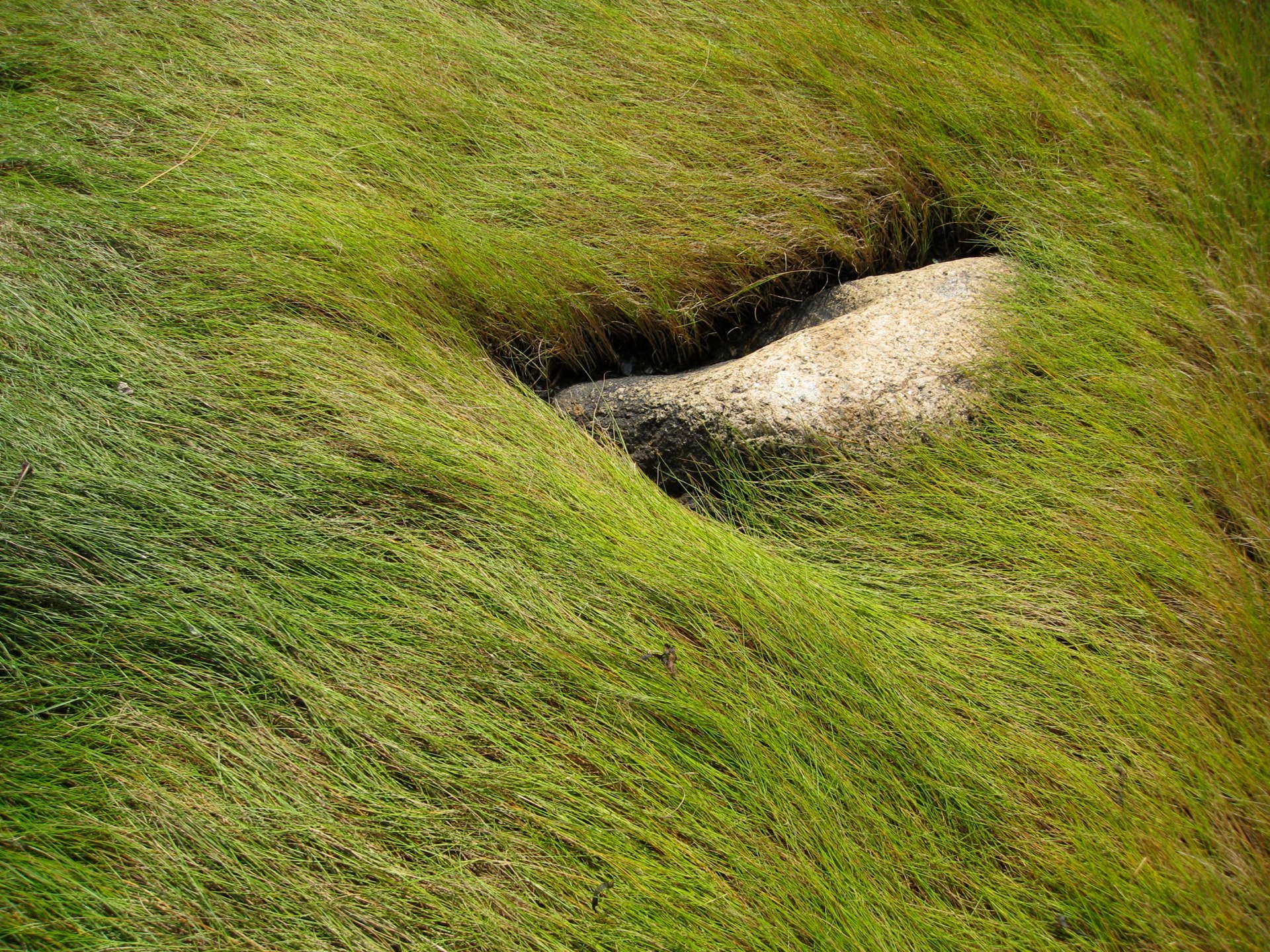 Stone in grass