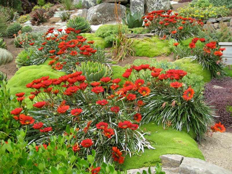 NZ Tekapo photo 26