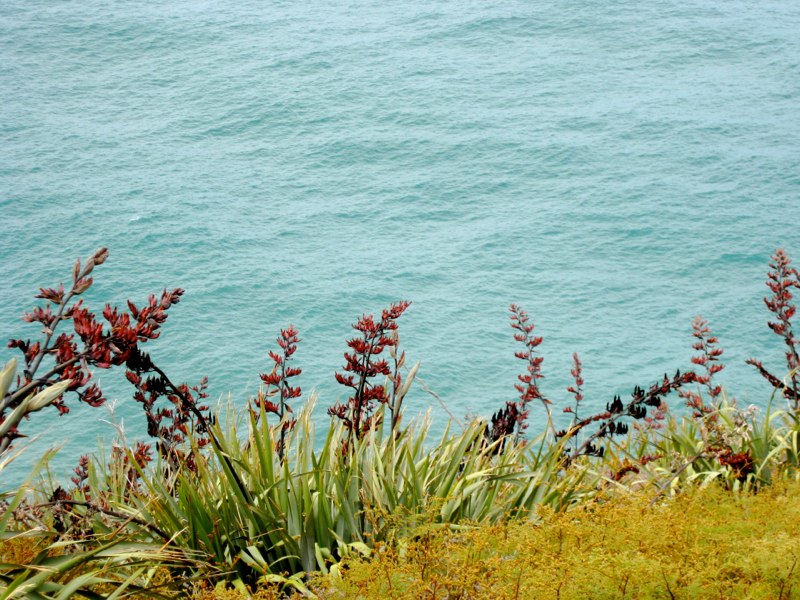NZ Tekapo photo 9