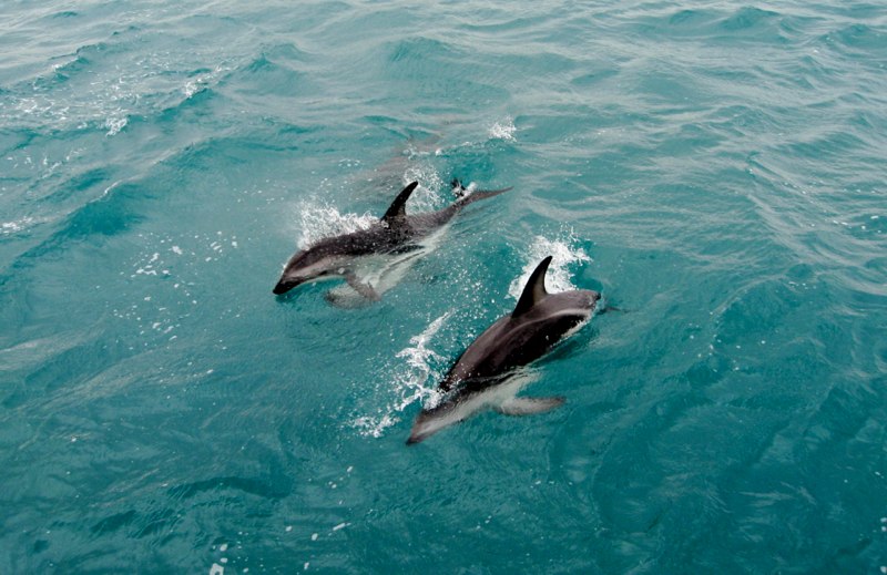 and some dolphins