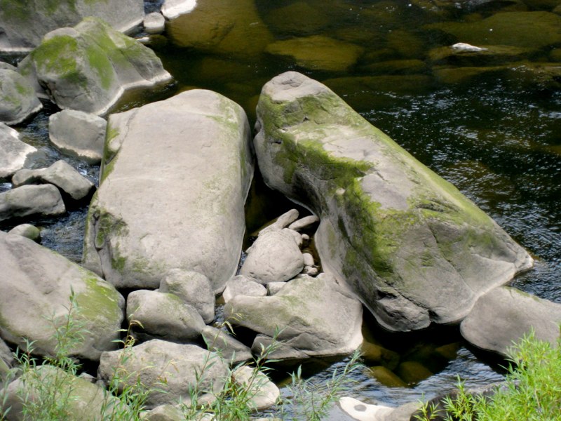 Can you see the rabbit??