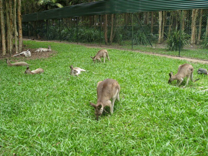 AUS-Sunshine Coast photo 19