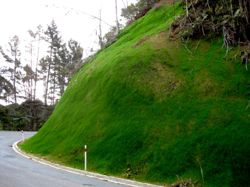 Grass growing everywhere!