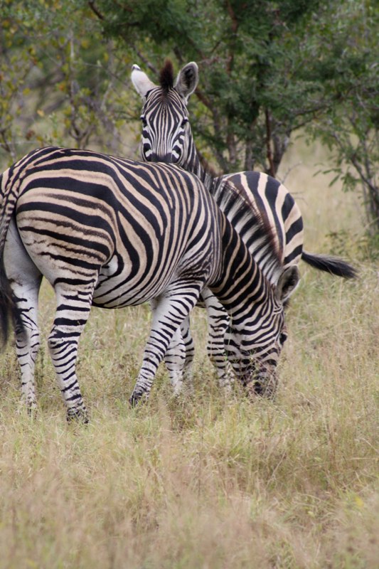 Kruger Park photo 25