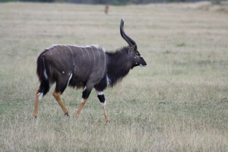Male Kudu