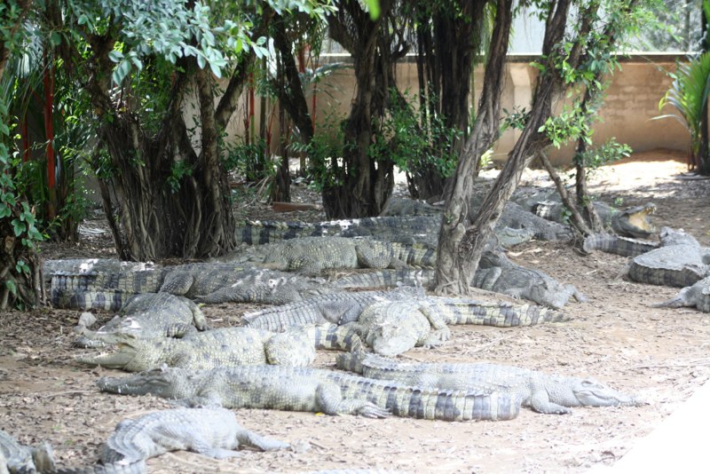 Anyone who feel like crocodile jumping