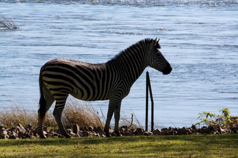 Zambia photo 47