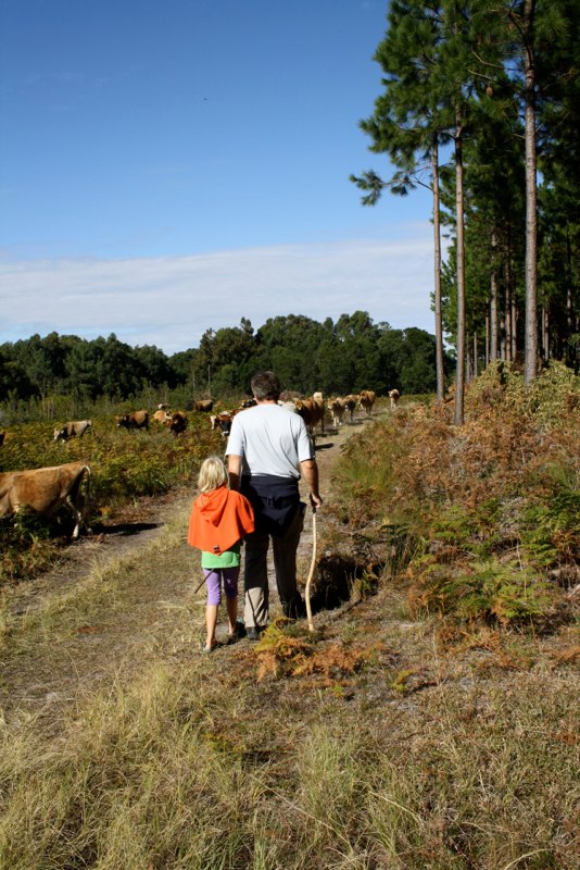 We meet a lot of cows..