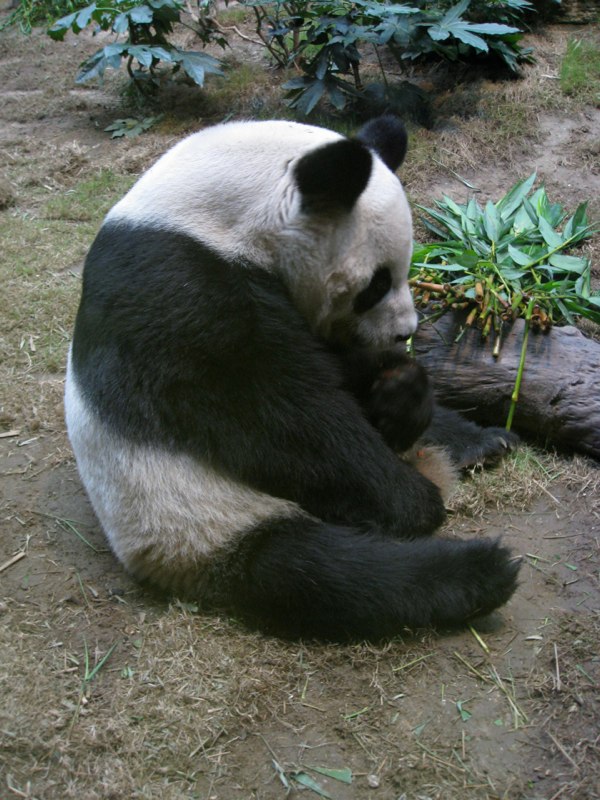 A panda