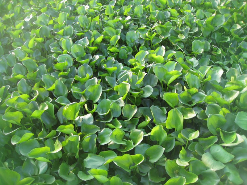 Vietnam 2 photo 67