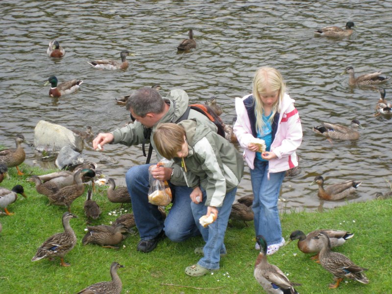 A lot of hungry ducks
