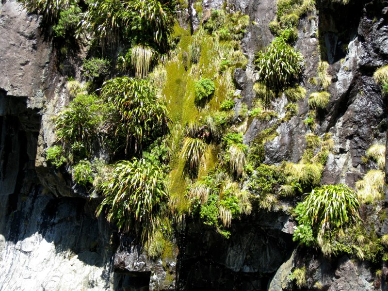 NZ Queenstown &Milford sounds photo 47