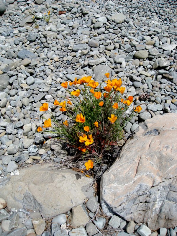 NZ Tekapo photo 36