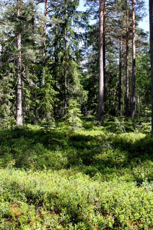 Sweden 2 photo 24