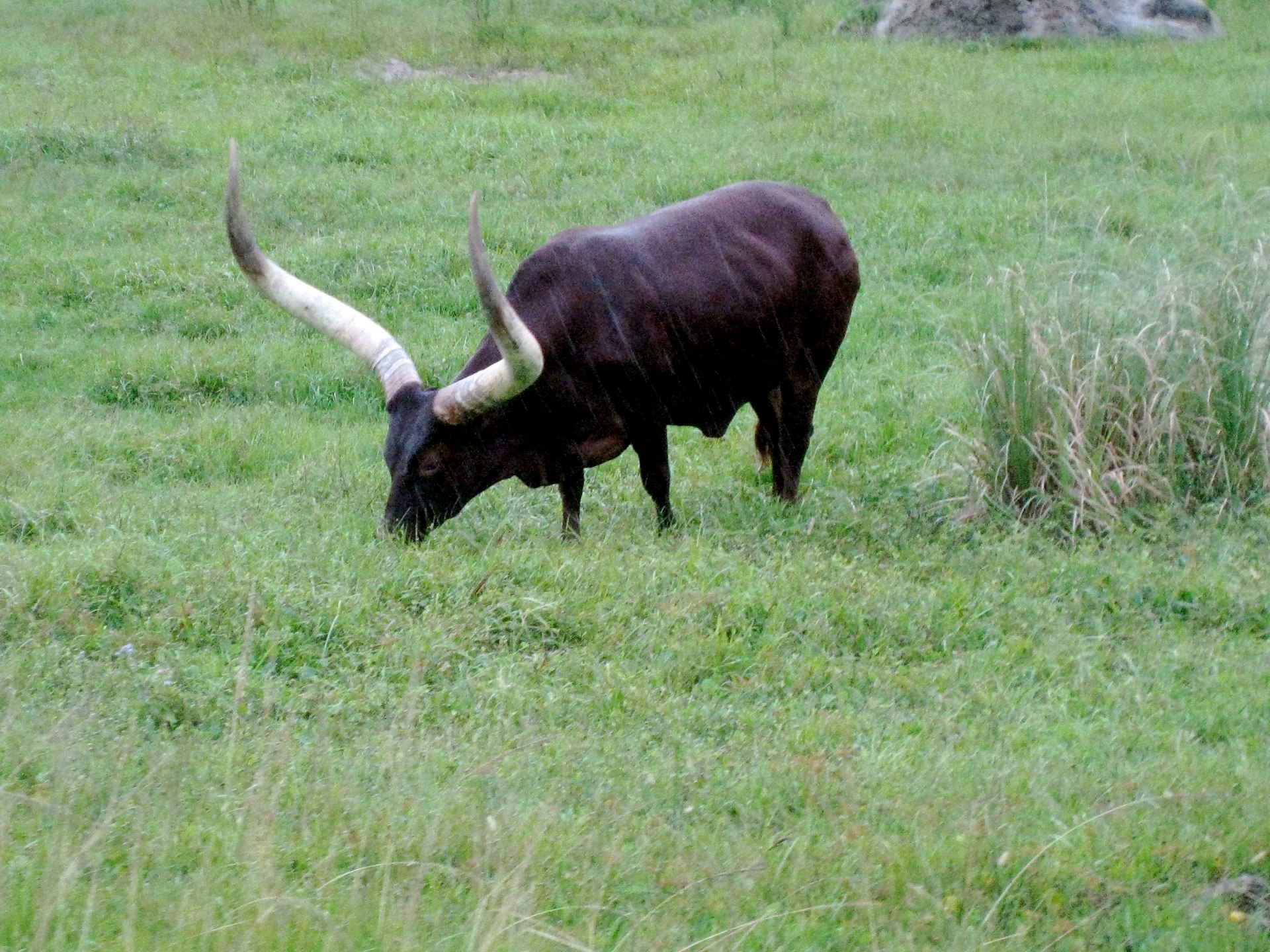 Long horn