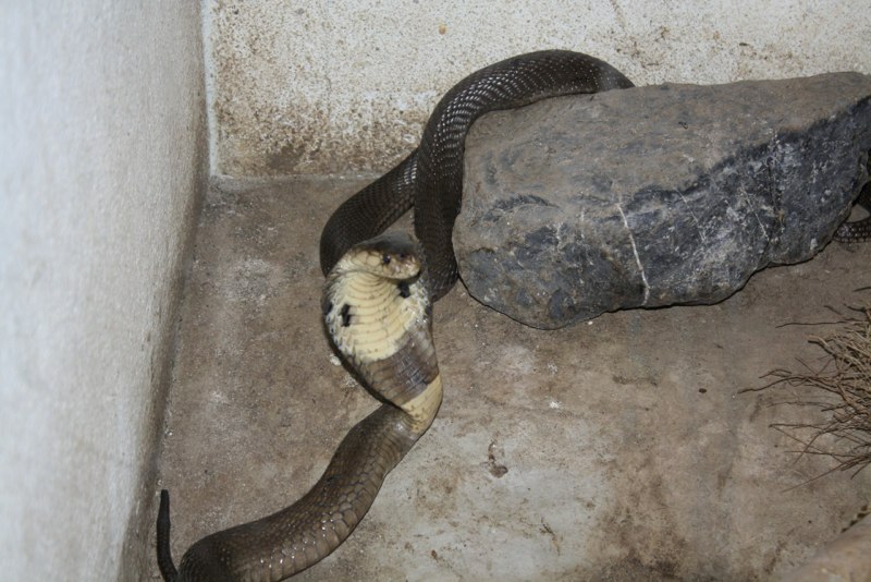 Cobra