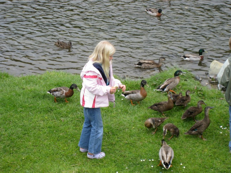 Ducks again