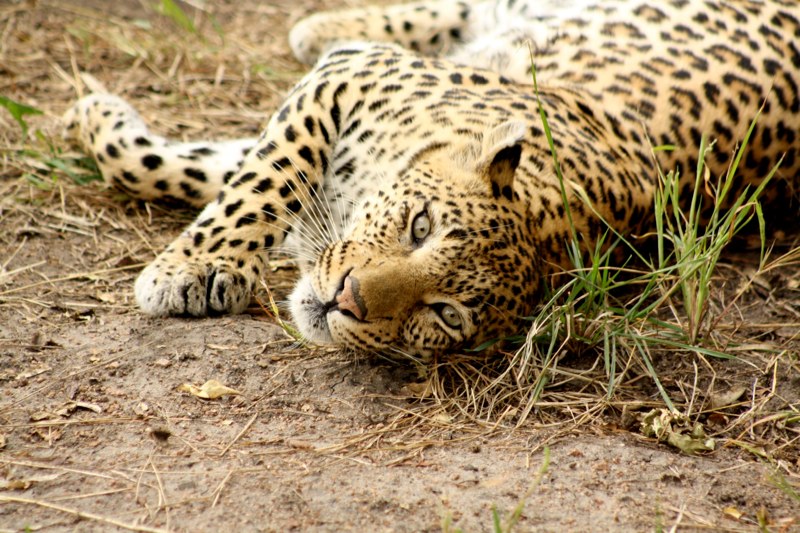 Kruger Park photo 42