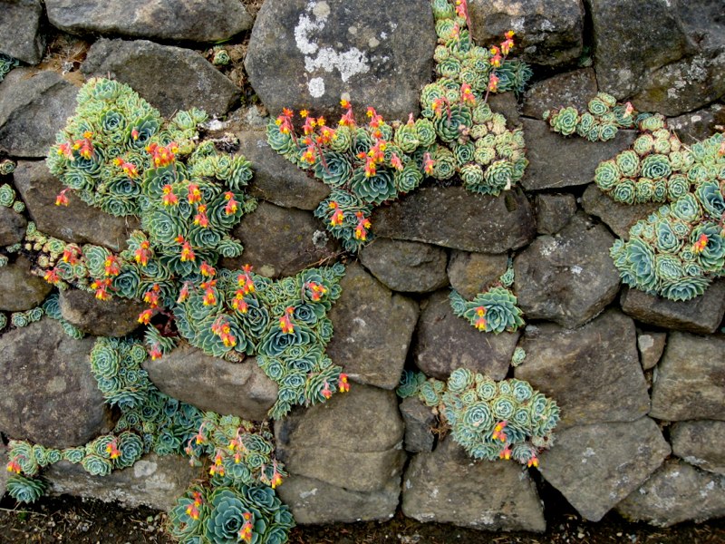 NZ Tekapo photo 32