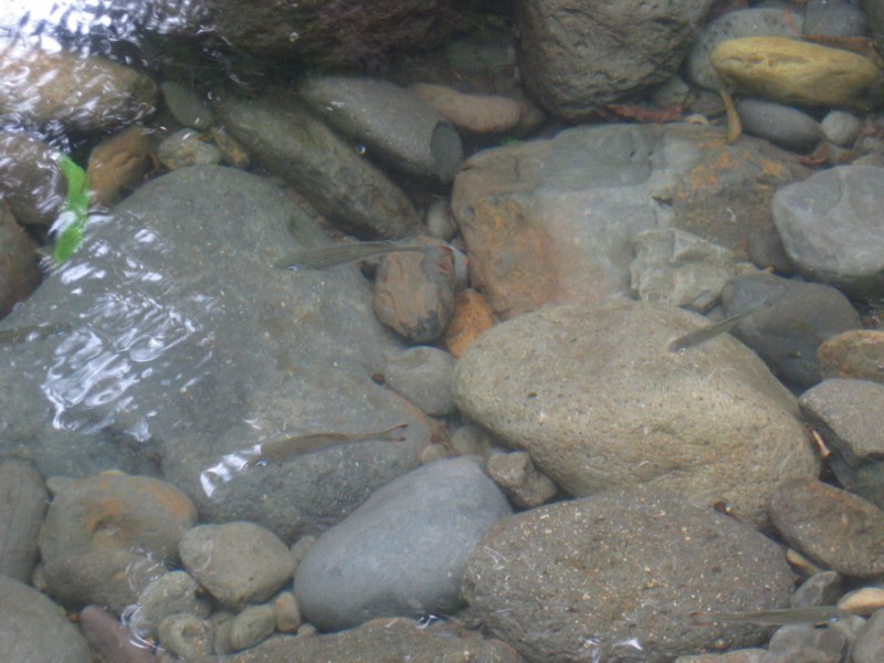 Do you see the fish?