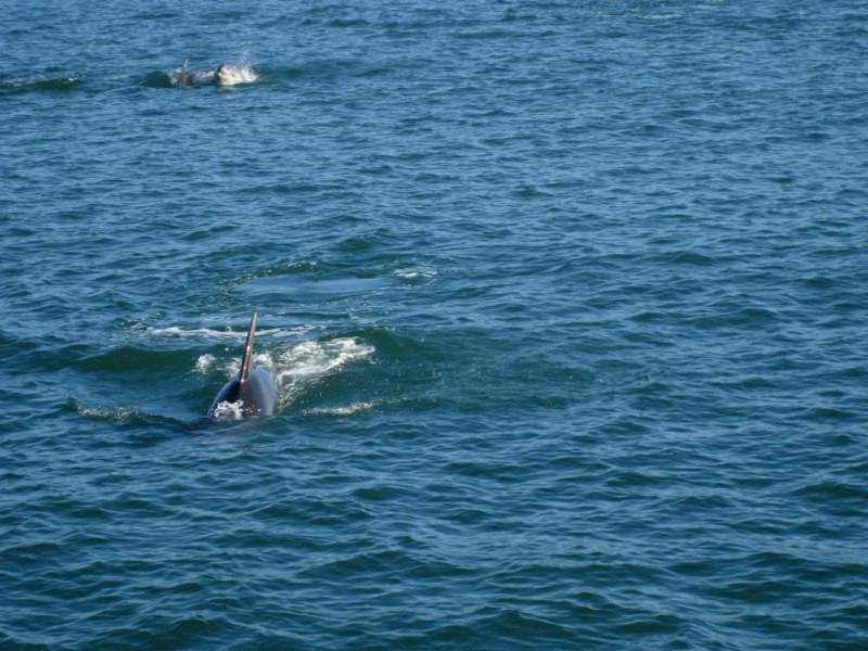 Dolphins following the boat