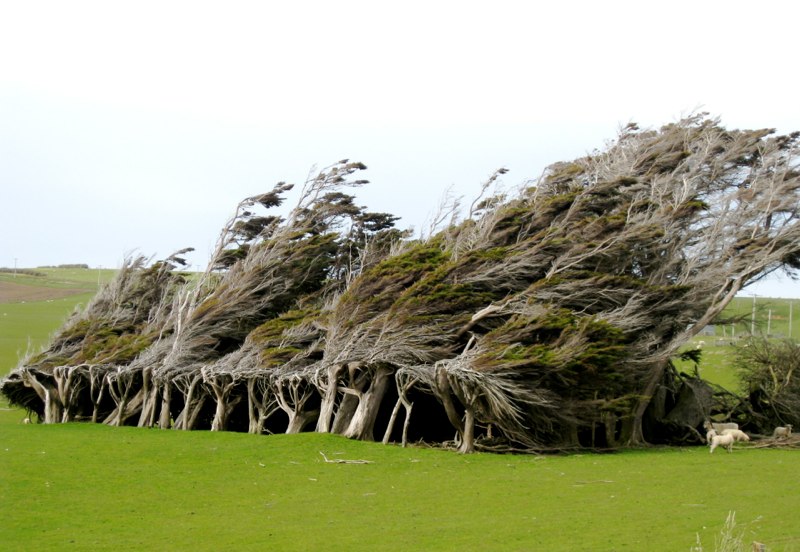 Look what the wind did!
