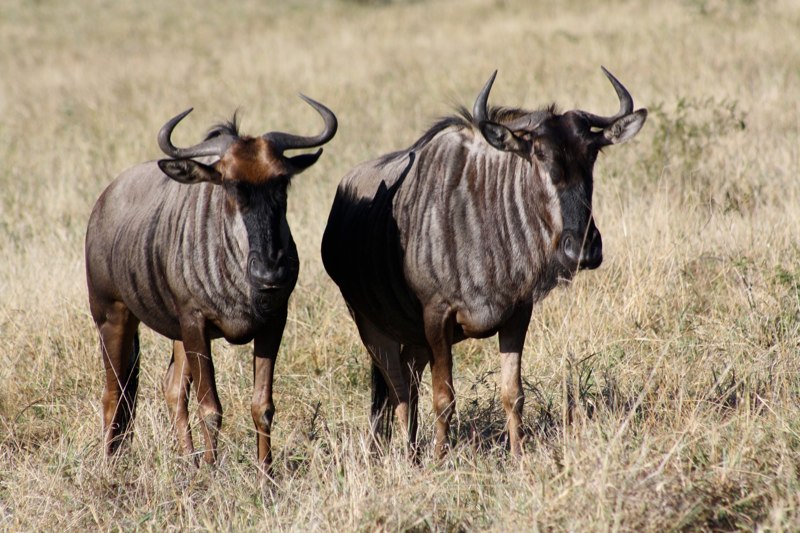 Kruger Park photo 61
