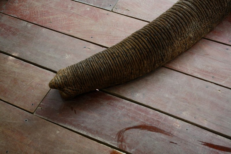 Guess what it is? a trunk of an elephant