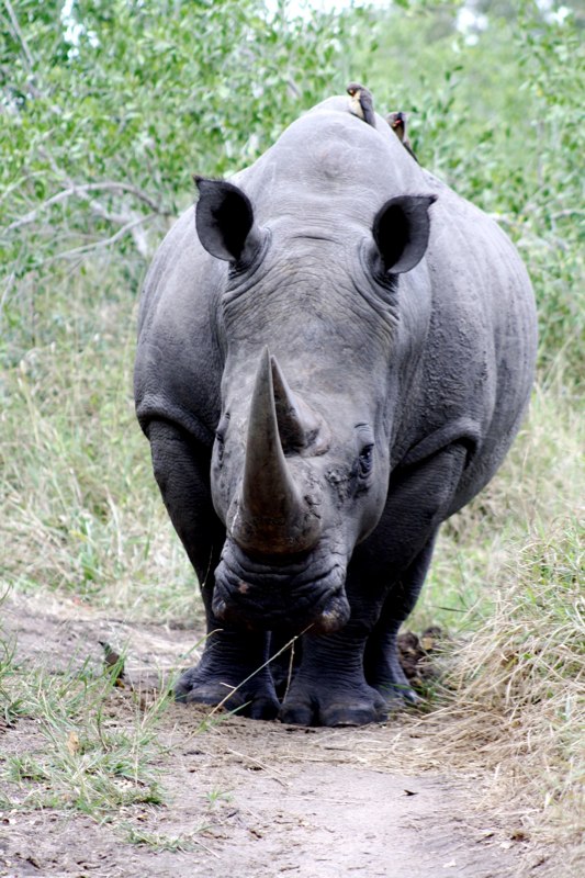 Rino