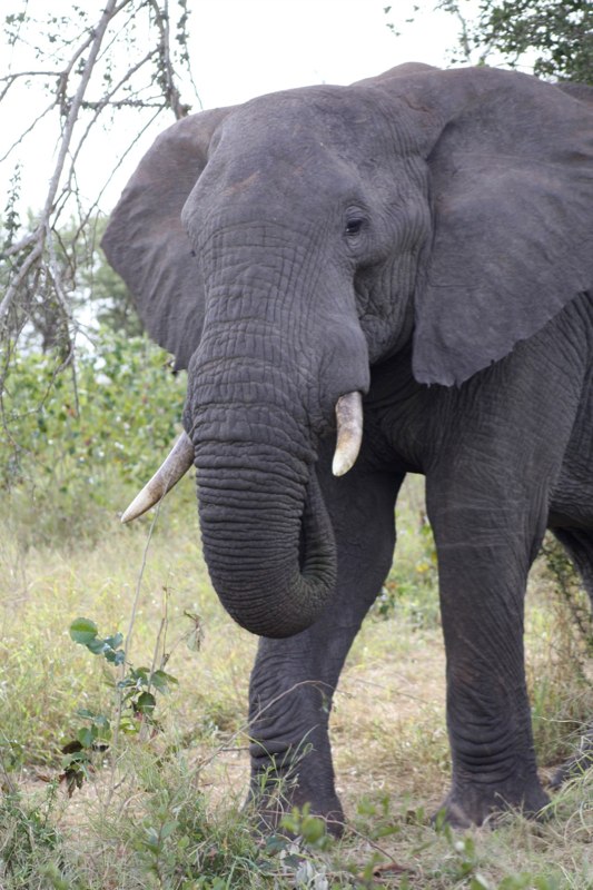 Kruger Park photo 20