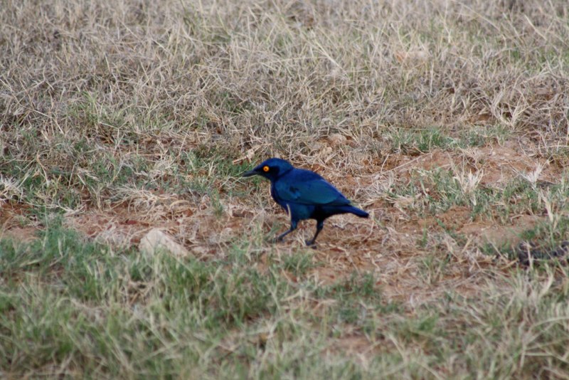 Cape glossy starling (I think !)
