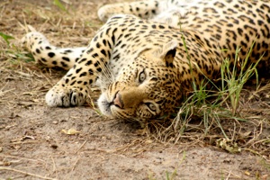 Kruger national Park