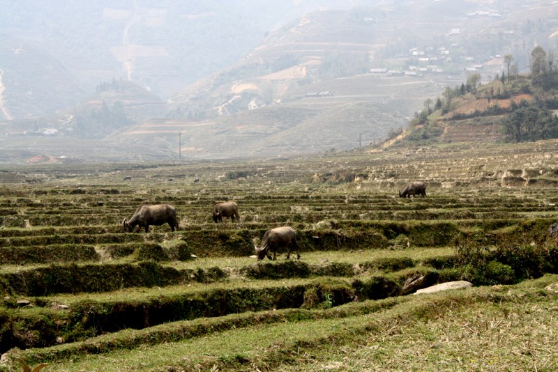 Sapa photo 9