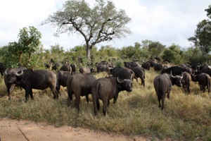 Photo from Kruger national Park