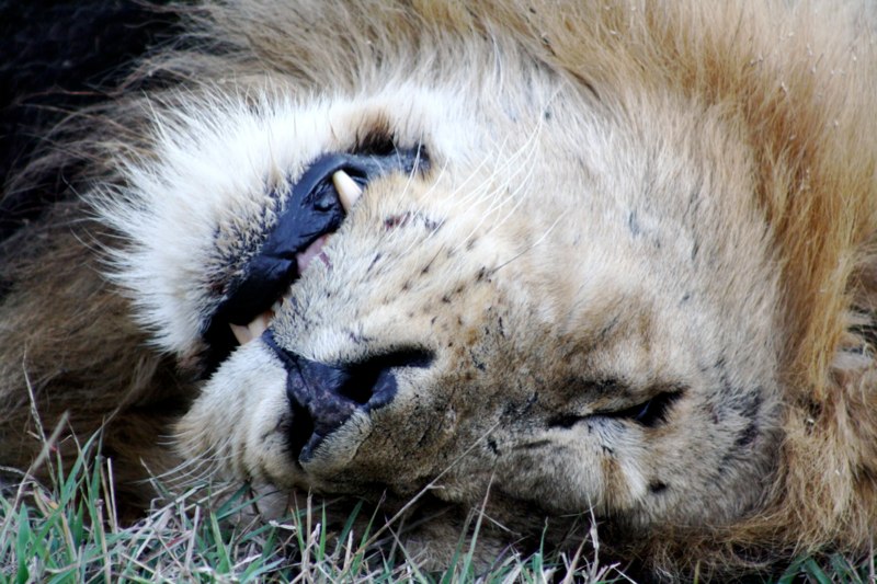 Kruger Park