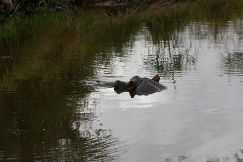 A hippo