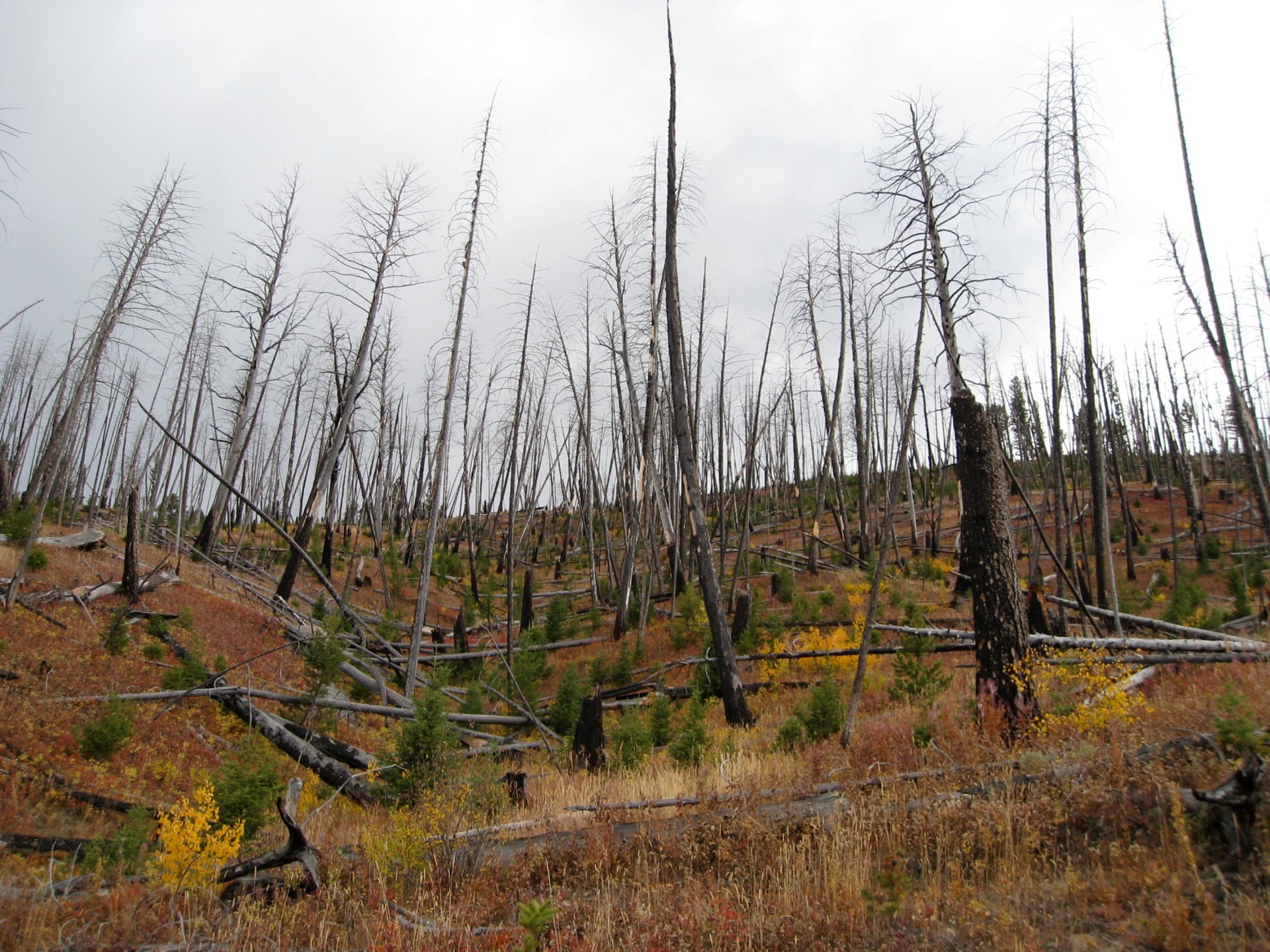 A lot of forest where burned...