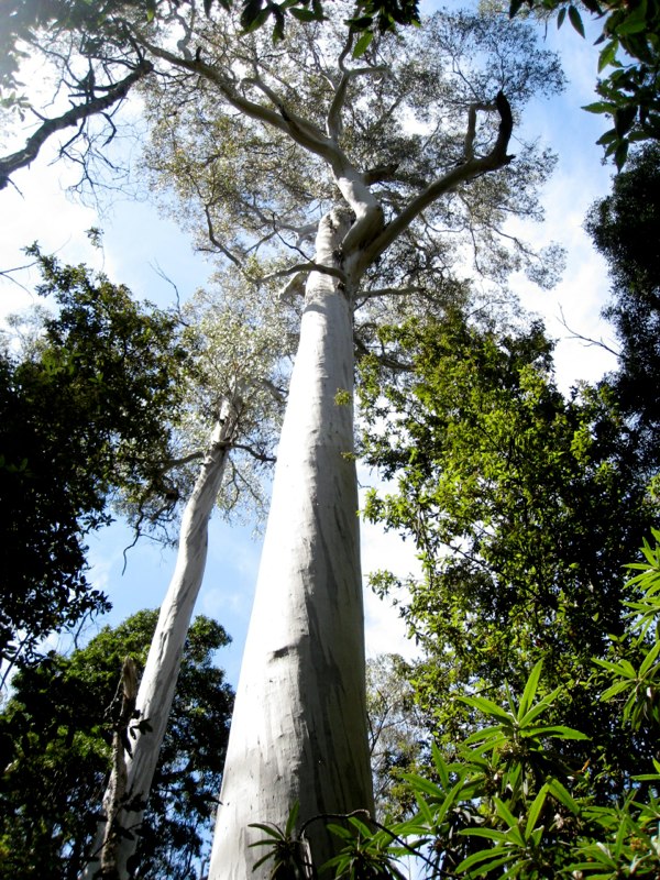 AUS-Tasmania photo 29