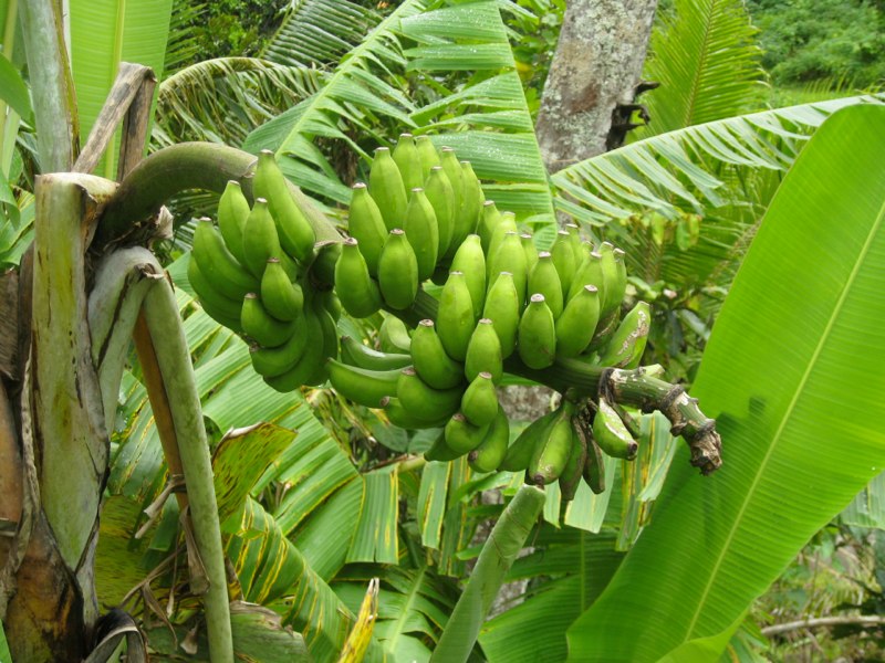sweet bananas