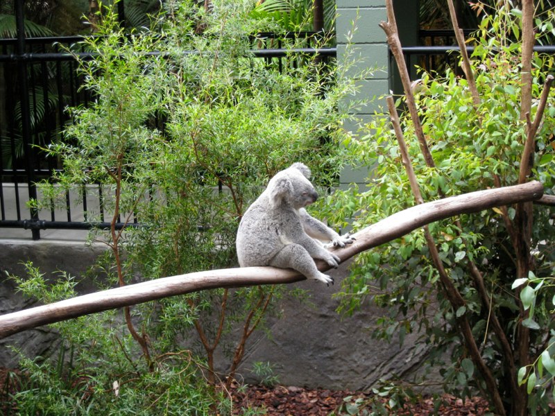 AUS-Sunshine Coast photo 29