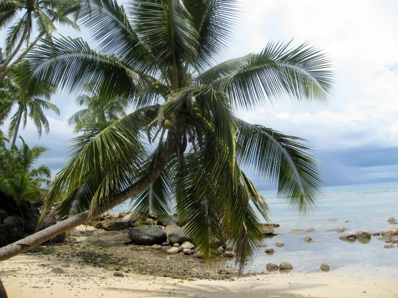 Fiji, Taveuni photo 93