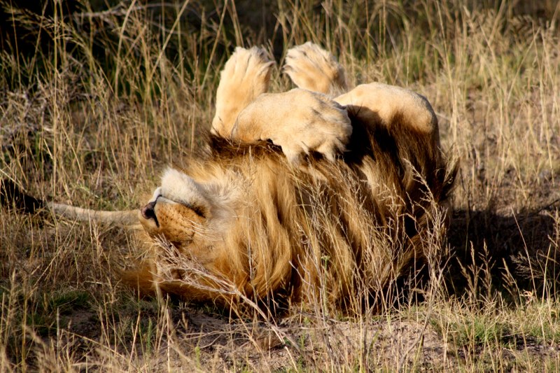 Nice roll in the grass