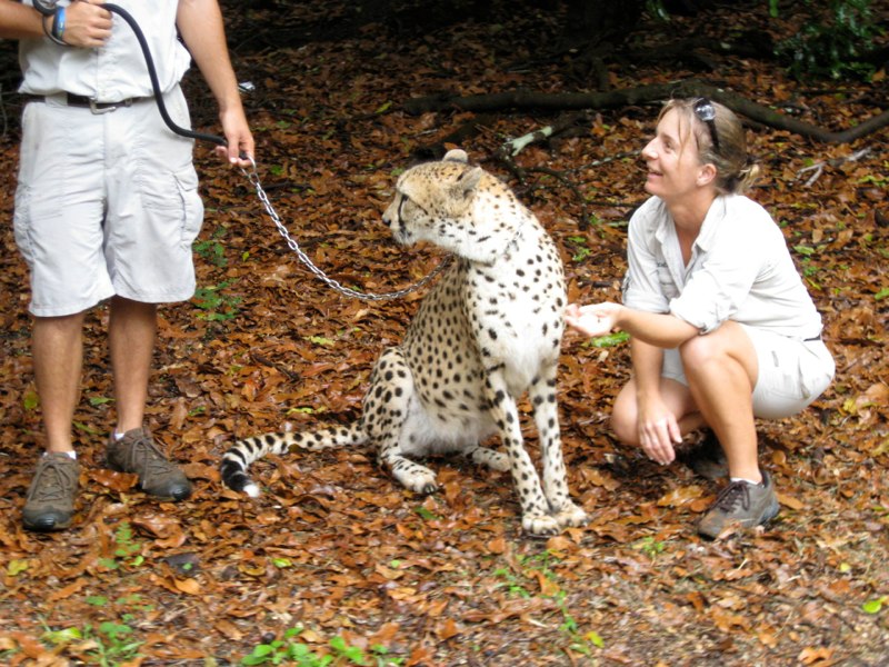 Cheetah on a walk in the park!