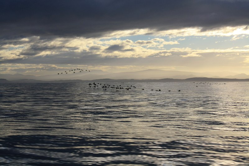 Early birds