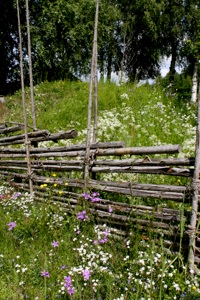 Midsummer in Sunnanhed