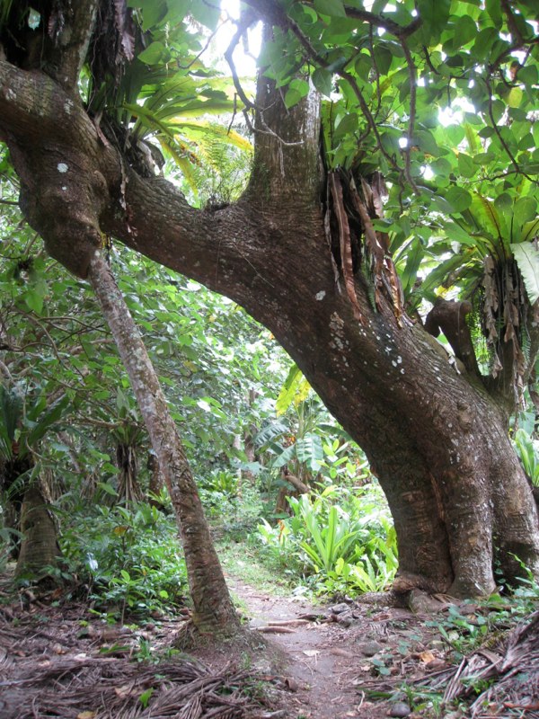 Look at the palm tree growing IN the big tree!