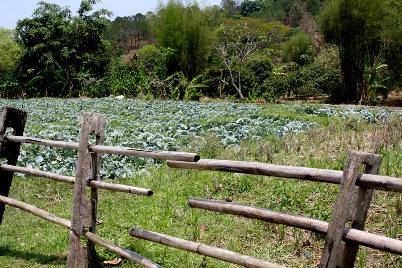 Chiang Mai photo 56