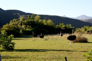 Beautiful South Africa